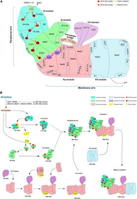 Maturation and Assembly of Iron-Sulfur Cluster-Containing Subunits in the Mitochondrial Complex I From Plants